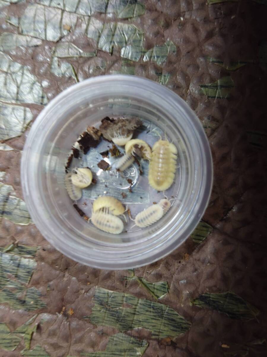 5匹+1匹ブラックパール(色変)ダンゴムシ ワラジムシ拍卖