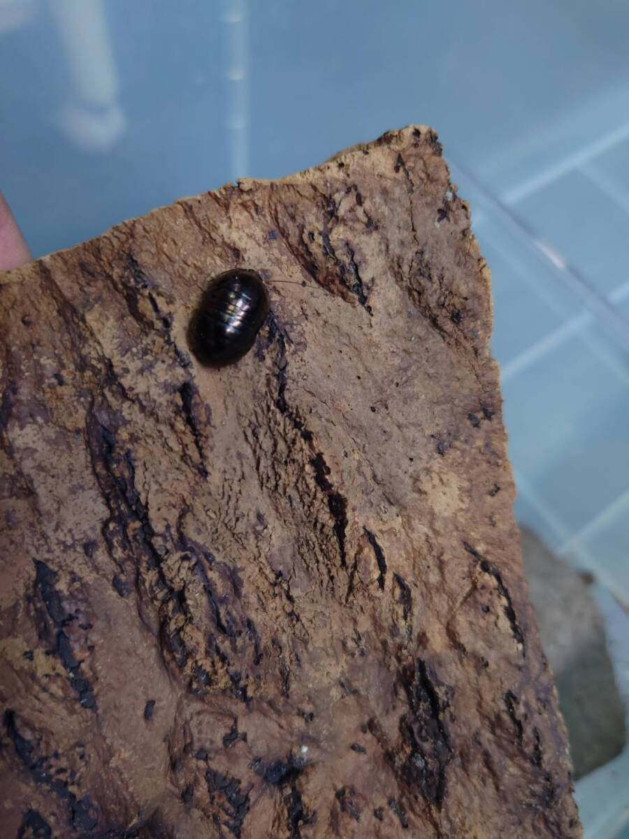 5匹+1匹Perisphaerus sp.(原産フィリピン)ゴキブリ ローチ拍卖