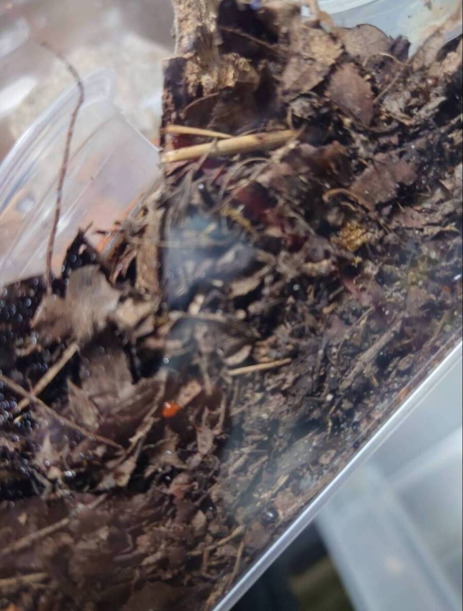 30匹セットHemithyrsocera palliata (Pallid Sun Roach)ゴキブリローチ拍卖