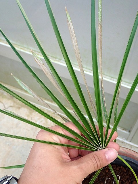 ヤシ オールドマンパーム 輸入苗 Coccothrinax crinita拍卖