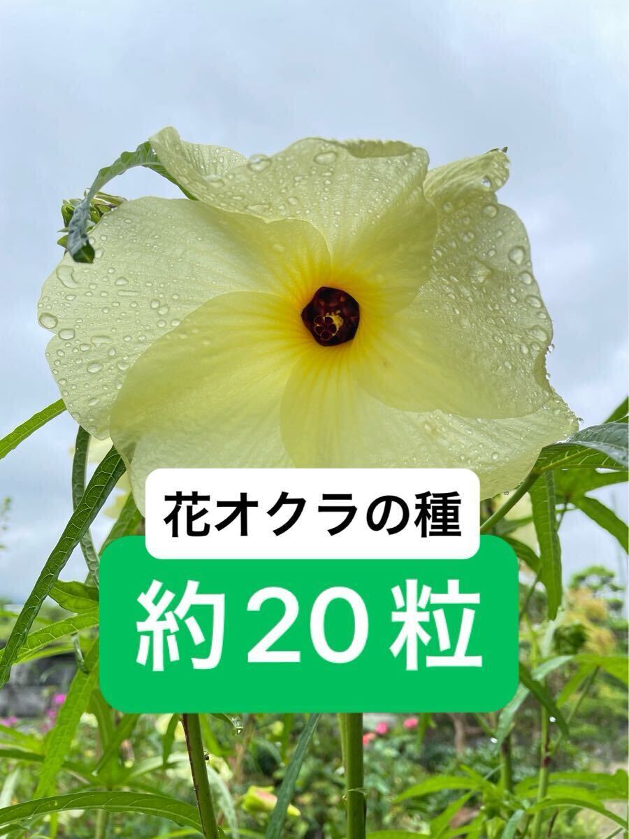 花オクラ 花を食べる野菜 花オクラの種 黄色い花拍卖
