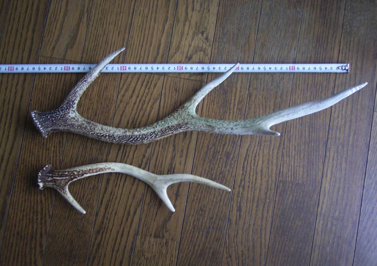 インテリア、ランタン掛けにも! シカの角 ツノ(富士山麓で拾った二ホンジカの角 大小2本) 拍卖