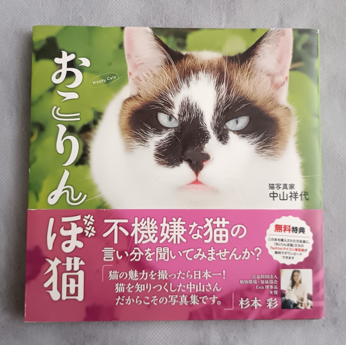 中山祥代◆おこりんぼ猫◆秀和システム拍卖