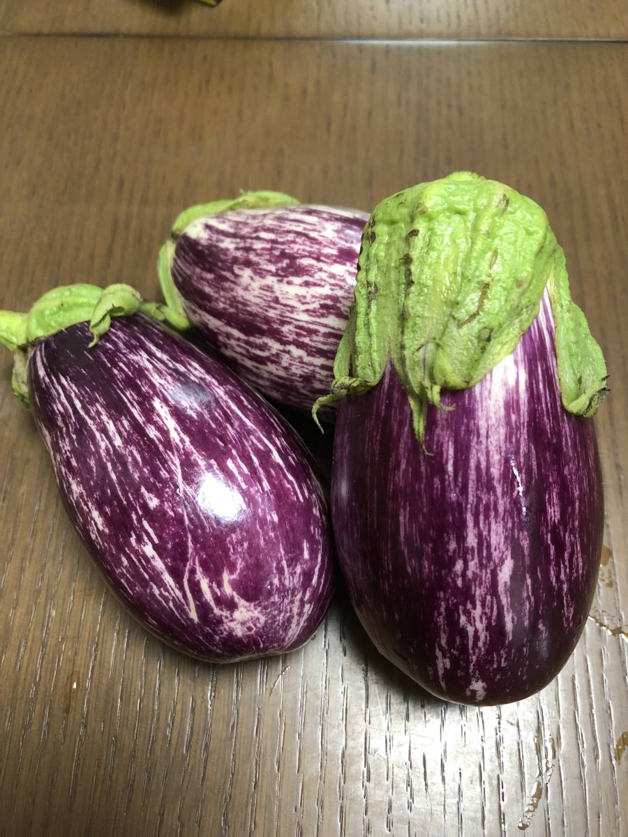 即決★ナス ゼブラナス 種子10粒★同梱可拍卖