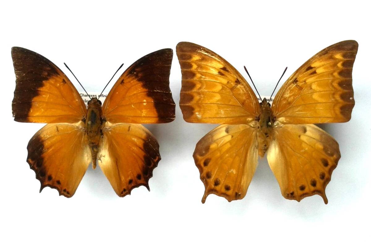 蝶 標本 アフィニスフタオ affinis ♂♀ Peleng Is.拍卖