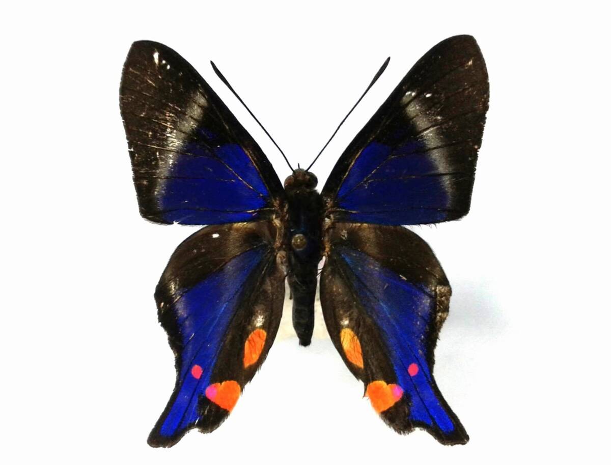 蝶 標本 ペリアンデールツバメシジミタテハ periander ♂ Peru拍卖