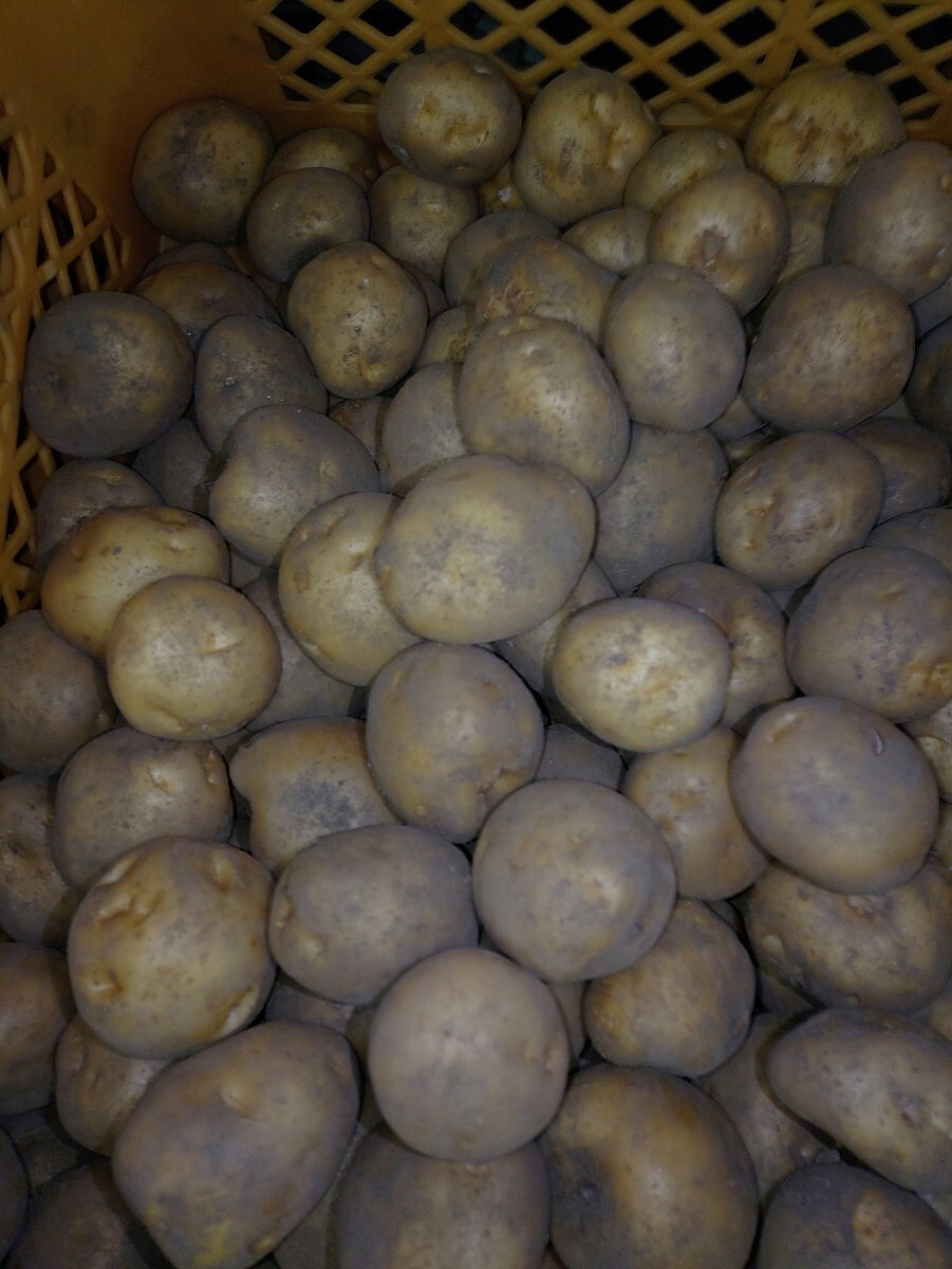 「とうや」約5kg Sサイズ 農家直送 じゃがいも 送料込み 種芋にも拍卖