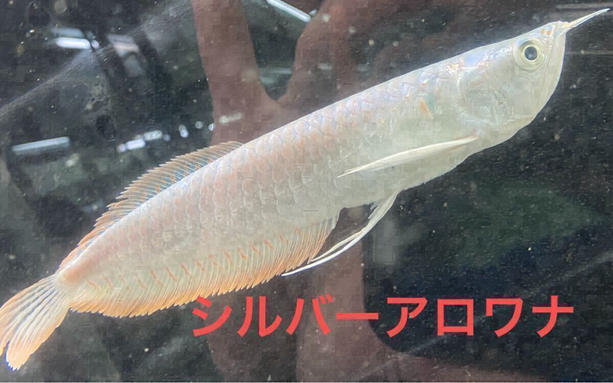 ★大人気熱帯魚★ ★シルバーアロワナ23㎝〜25㎝ 1匹セット★ アクアショップK.K ★ 拍卖