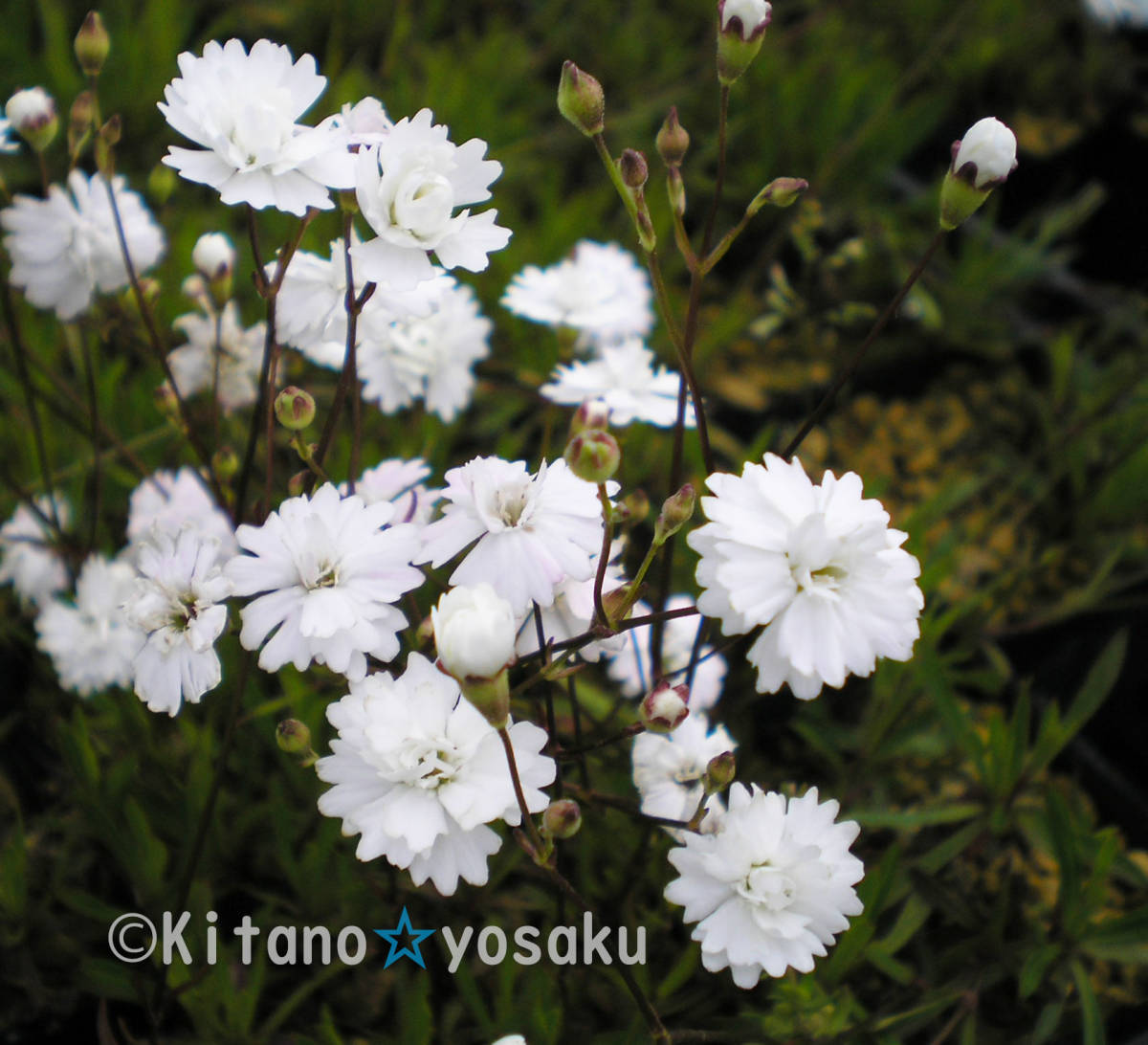 八重咲き宿根霞草(ヤエザキ・カスミソウ)◇ナデシコ科 3寸ポリポット栽培 開花時期6月~ ●宿根草拍卖
