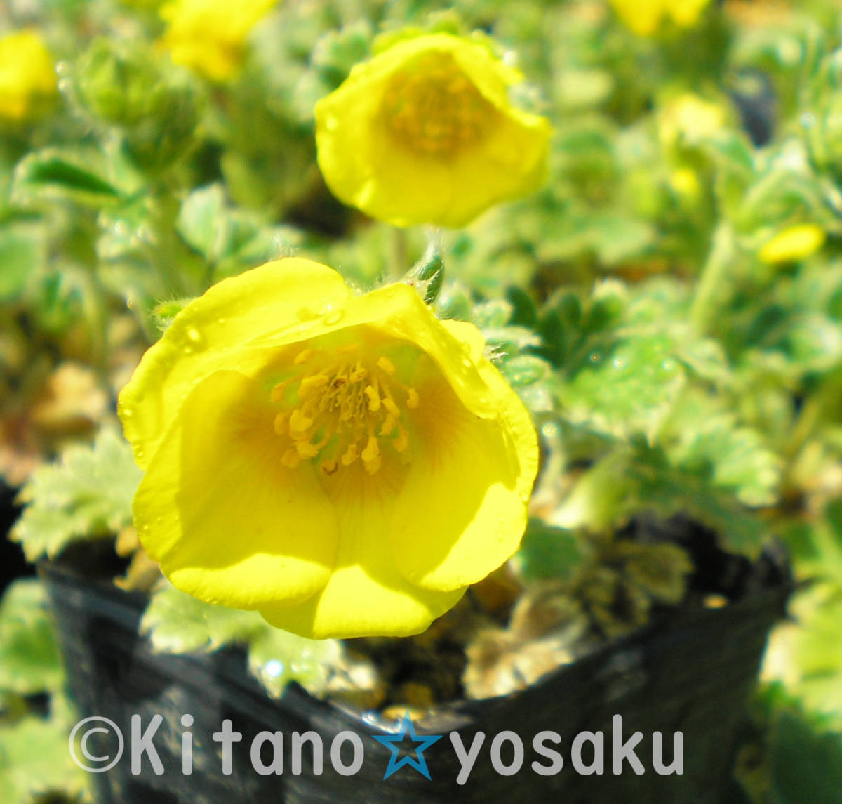 千島金梅(チシマ・キンバイ)◇バラ科 ●3寸(9.0cm)ポリポット栽培 ☆開花時期5月~ 拍卖