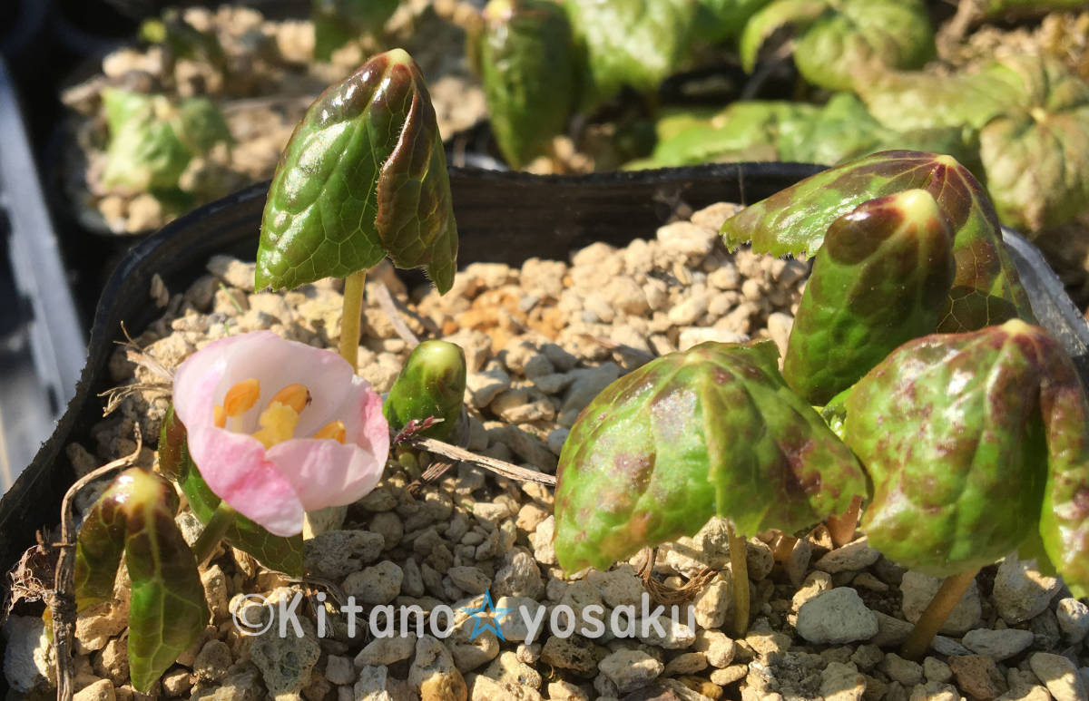 ヒマラヤ八角蓮(ハッカクレン)3.5寸ポリポット栽培 開花未確認株 *(開花は期待できません)拍卖