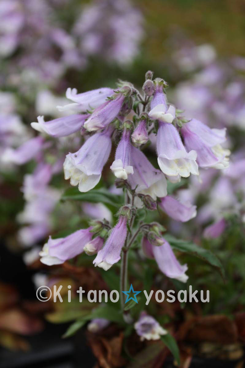 姫岩袋・紫花(ヒメ・イワブクロ)◇ゴマノハグサ科 ●3寸(9.0cm)ポリポット栽培 ◇開花時期:6月~ ●現在休眠期拍卖