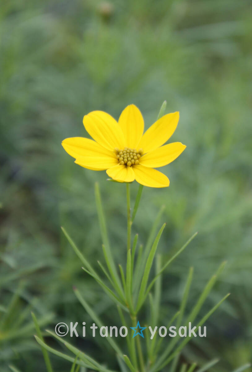 黄花・姫秋桜(ヒメ・コスモス)◇キク科 3寸ポリポット栽培 開花時期8月~ 拍卖