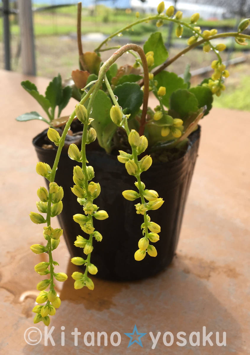 穂咲き弁慶草(ホザキ・ベンケイソウ)◇ベンケイソウ科 ●3寸(9.0cm)ポリポット栽培 ★開花時期6月~拍卖