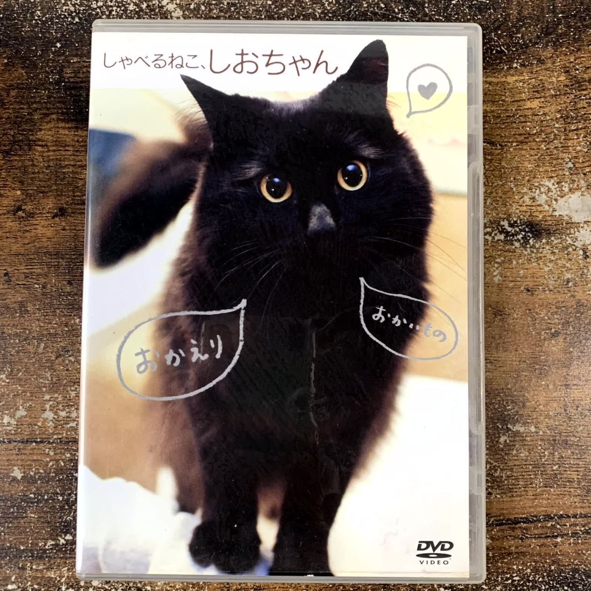 DVD しゃべるねこ、しおちゃん 管理a28拍卖