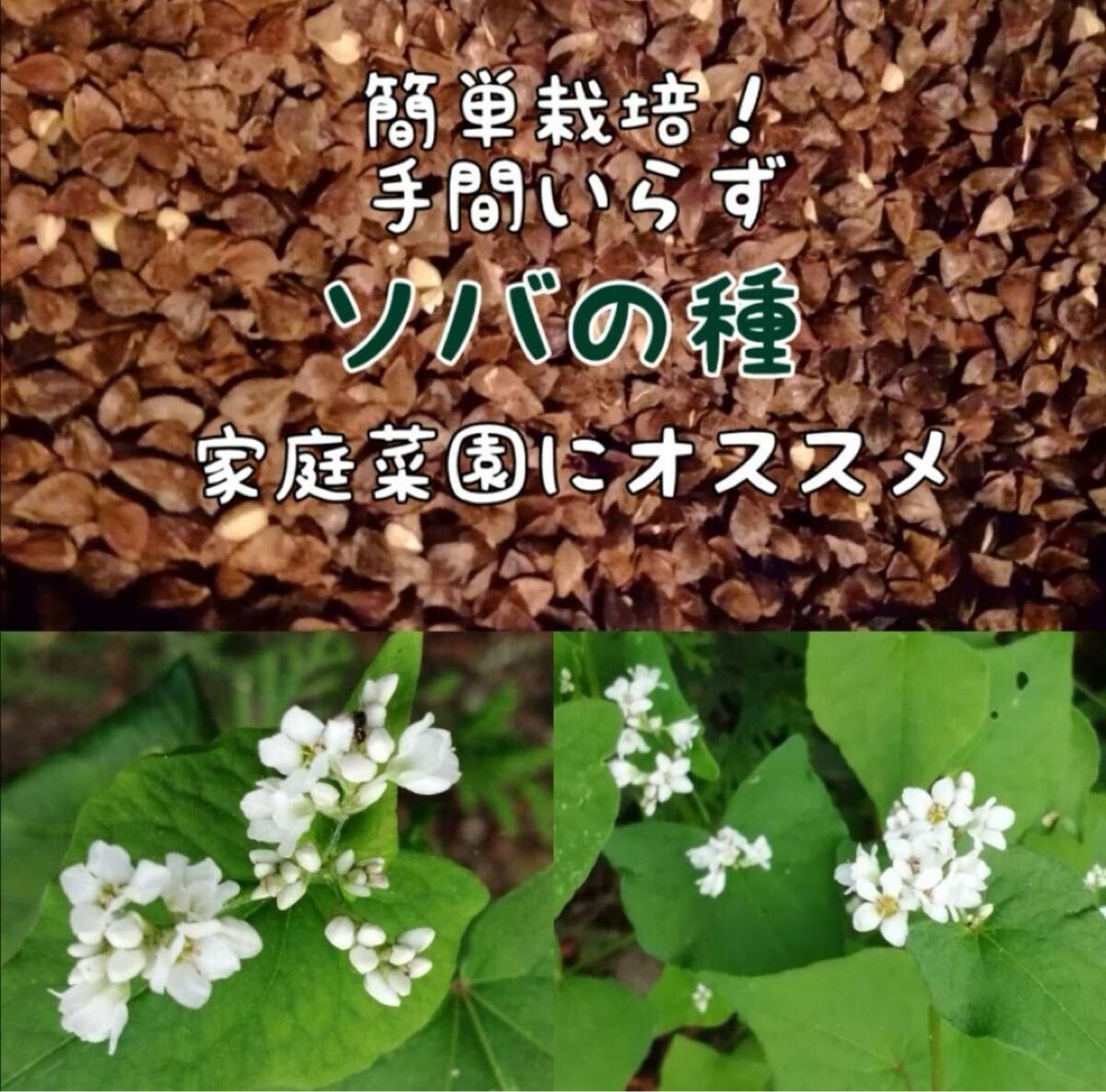 【 家庭菜園にかわいいお花を 】 蕎麦の種 玄蕎麦 そば ソバ お世話いらずそだてやすい 花壇 ガーデニング 花畑 たっぷり15g拍卖