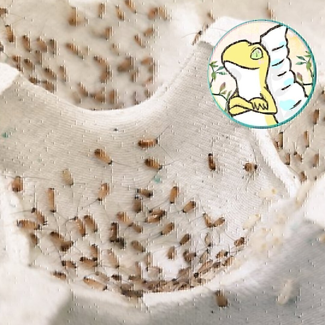 初令250匹 レッドローチSS Sサイズ 死着保証+20% 送料無料拍卖