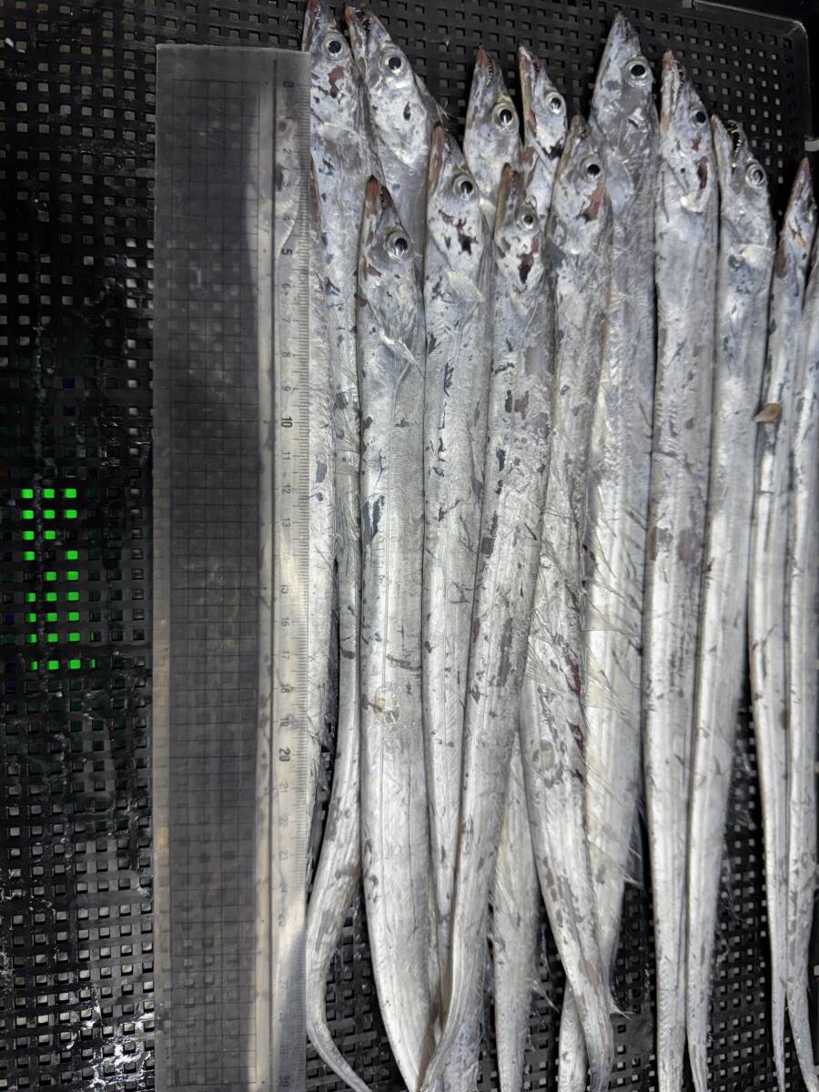 お得小型太刀魚 1袋500グラム×10袋=5キロ 大物釣り 餌 1袋10~20匹×10袋=5キロ 鮮魚物冷凍 エサ クエ ハタ 底物 青物拍卖