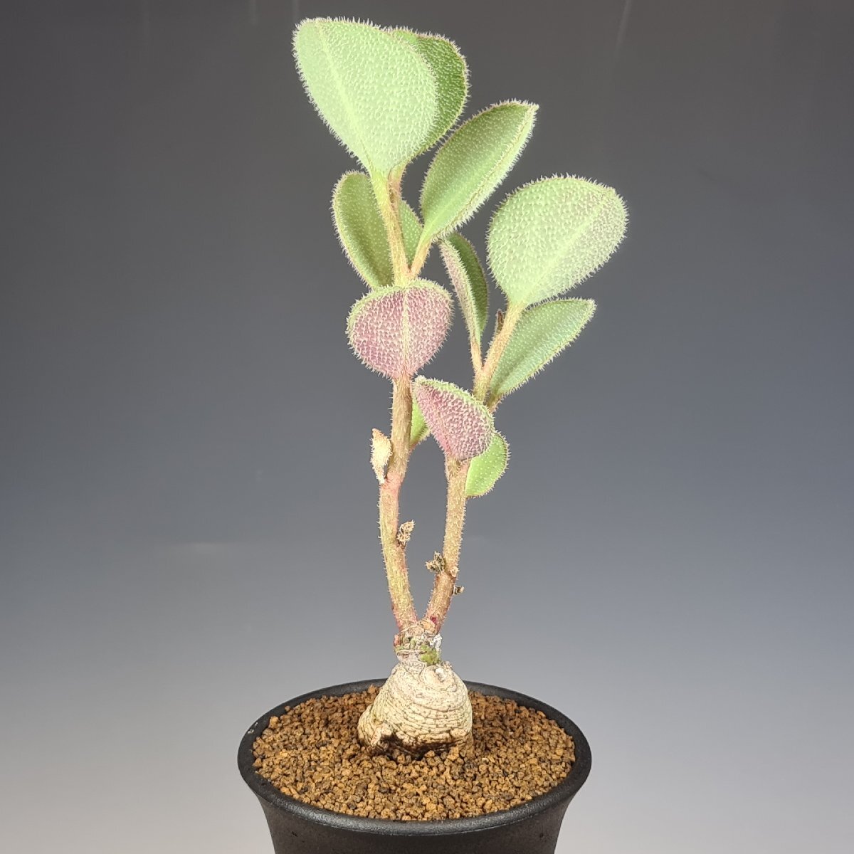 ユーフォルビア・aff.エキニュラータ(モナデニウム・aff.エキニュラツム) ES20932 Singida Prov, Tanzania 7.5cm鉢 ■カクタス長田拍卖