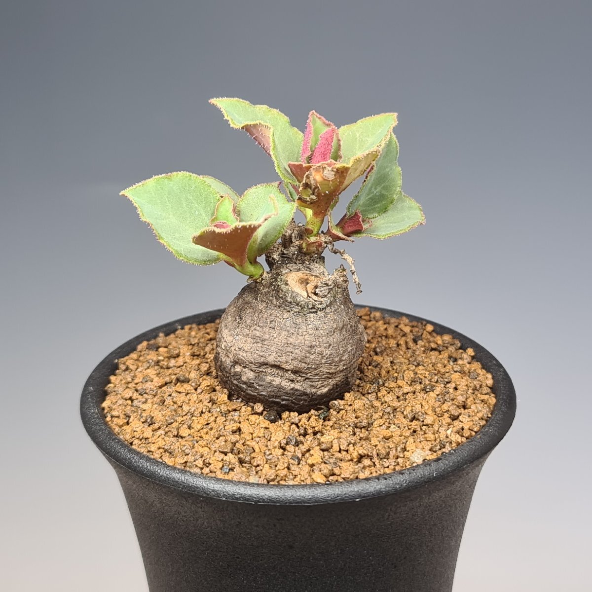 ユーフォルビア・マフィンゲンシス(モナデニウム・マフィンゲンセ) ES21484 Malawi, Zambia 7.5cm鉢 ■カクタス長田拍卖