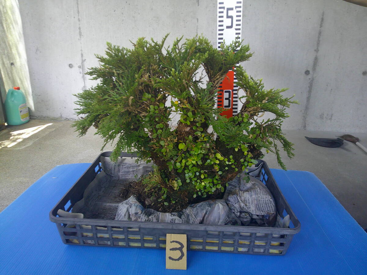 霧島山草園★ イワヒバ (岩松)首長株物 最高品3拍卖