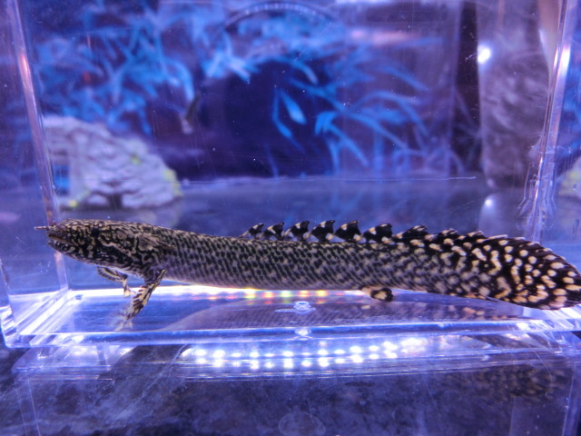 【熱帯魚】送料一律800円(一部除く)☆ポリプテルス オルナティピニス 1匹☆発送日限定☆拍卖