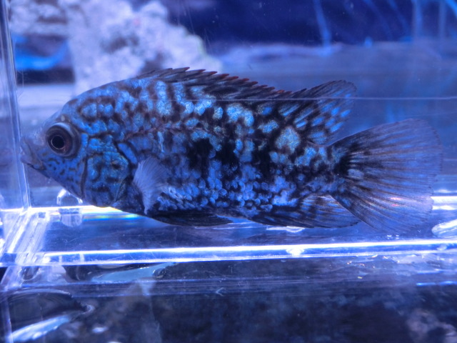【熱帯魚】送料一律800円(一部除く)☆ヘリクティス カルピンテ“リオ エスコンディド”1匹 No.1☆発送日限定☆拍卖