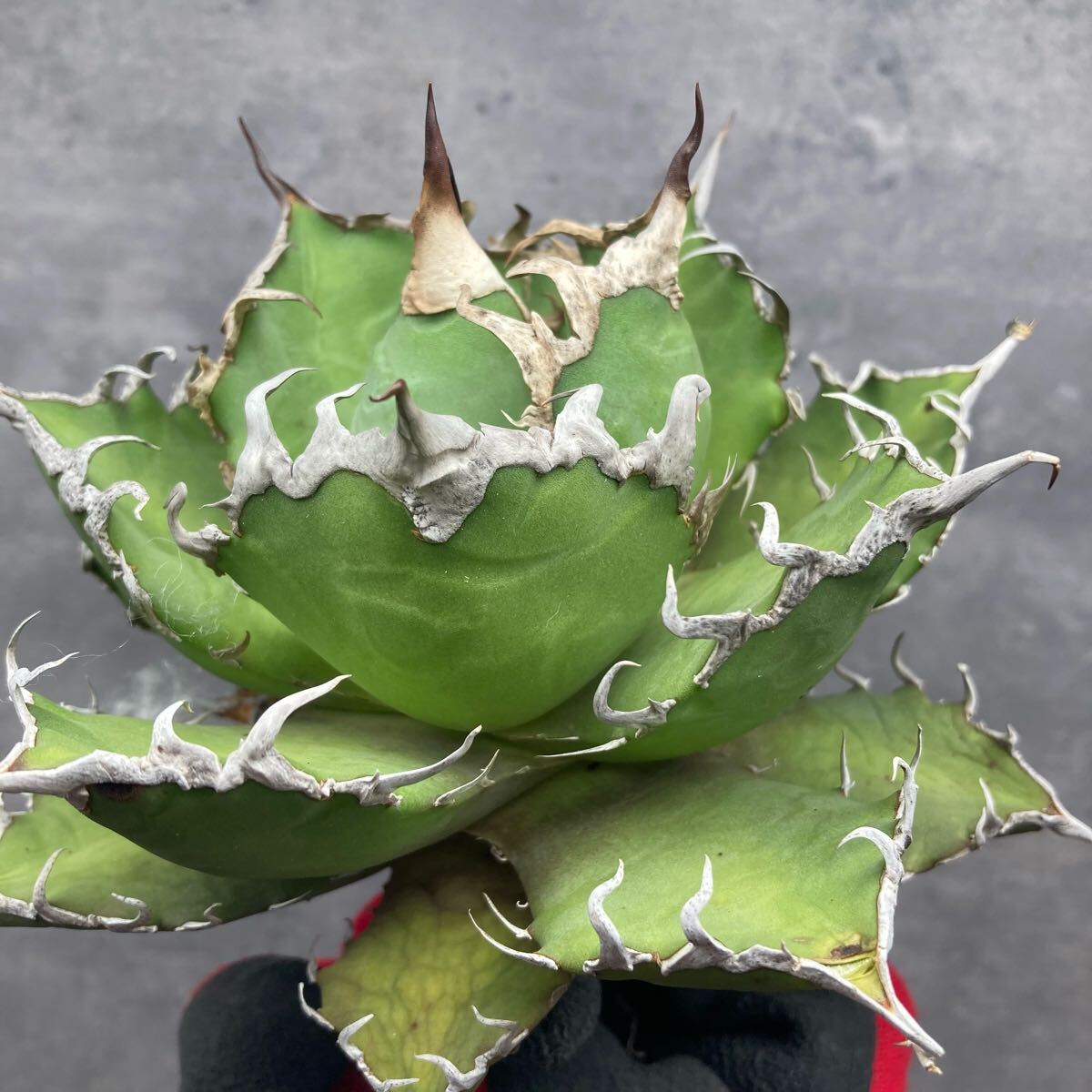 多肉植物アガベ チタノタ【超特選】ワイルド型「SUPER CAESAR シーザー 」超狂棘 極上美株 拍卖