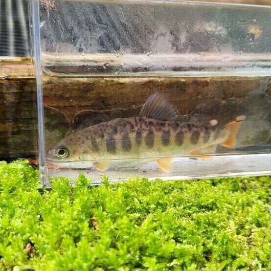 超希少 カワサバ 5匹 9cm前後 幼魚 拍卖