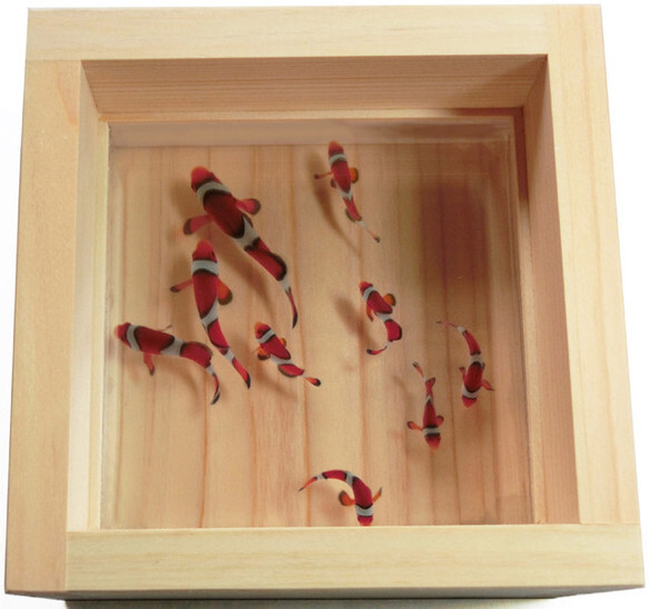 ニモ クマノミ 縁起物 アクリルアート プレゼント 贈り物 ギフト 金魚 還暦 誕生日 結婚 男性 女性 海 ひのき 樹脂金魚 還暦 ポイ 生き物拍卖