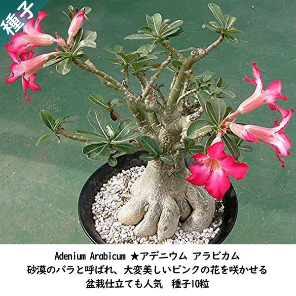 多肉植物 塊根植物 種子 種 盆栽 砂漠のバラ キョウチクトウ科 Adenium Arabicum-アデニウム アラビカム 種子10粒拍卖