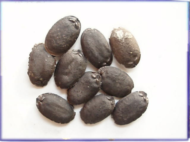 ★野菜種子★食用糸瓜(ヘチマ・へちま)自家採收種子 30粒拍卖