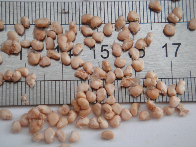 ★グァバ★真っ白なグアバ 種子100粒拍卖