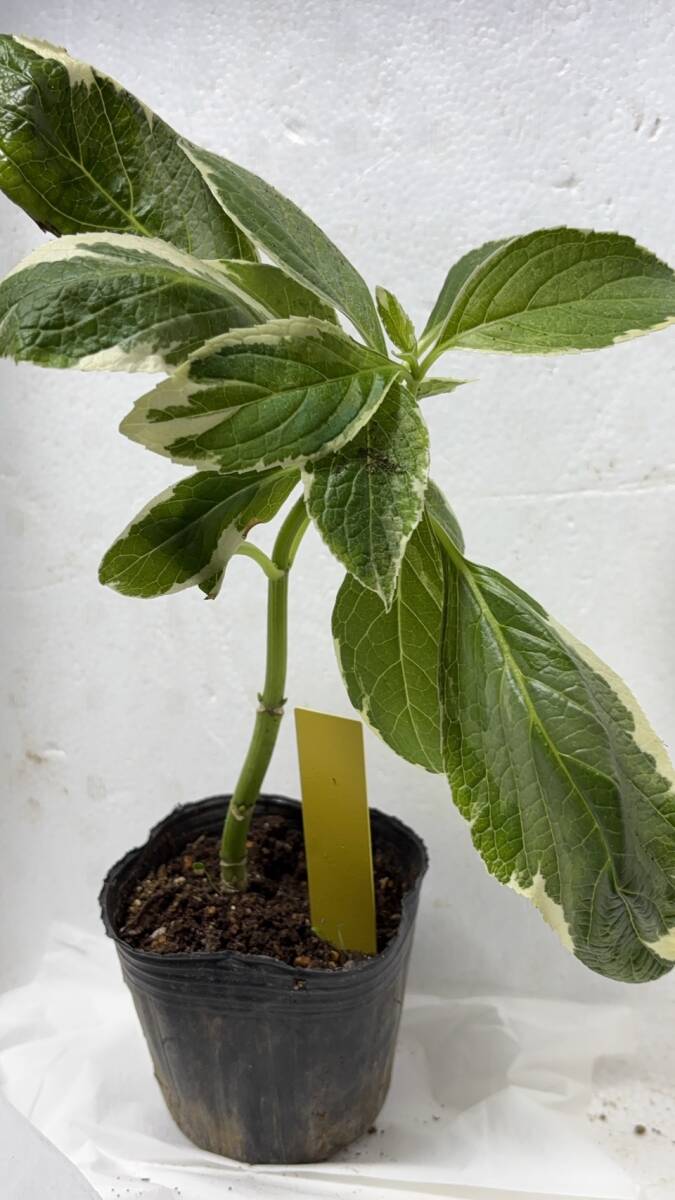 ★斑入り 紫陽花 アジサイ挿し 苗拍卖