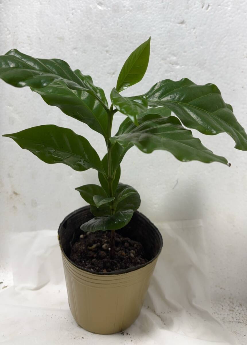 ★果樹苗★コーヒーの木果樹★ 実生 苗拍卖