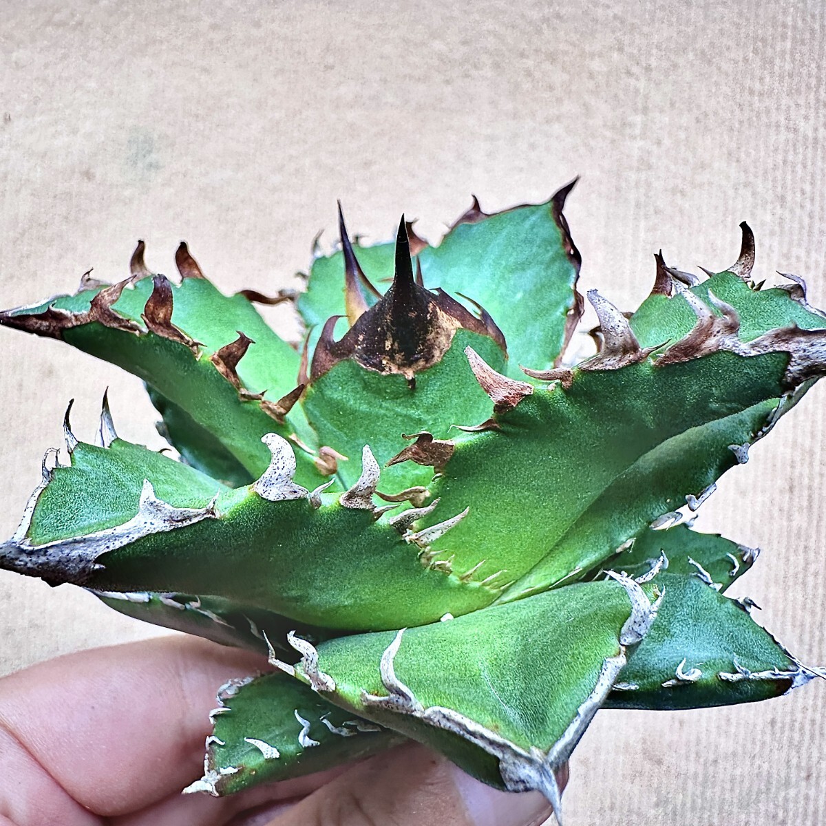 【Lj_plants】Q641 厳選希少株 アガベ チタノタ実生 超強密刺 極上陽炎 超絶狂棘 強鋸歯 大甲蓋 極上美株拍卖