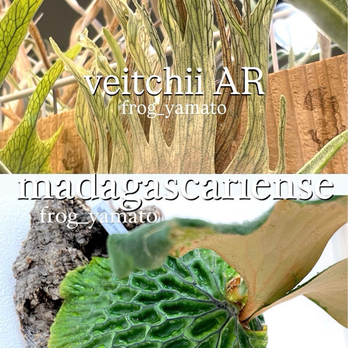 veitchii AR × マダガスカリエンセ mix spore ビカクシダ拍卖