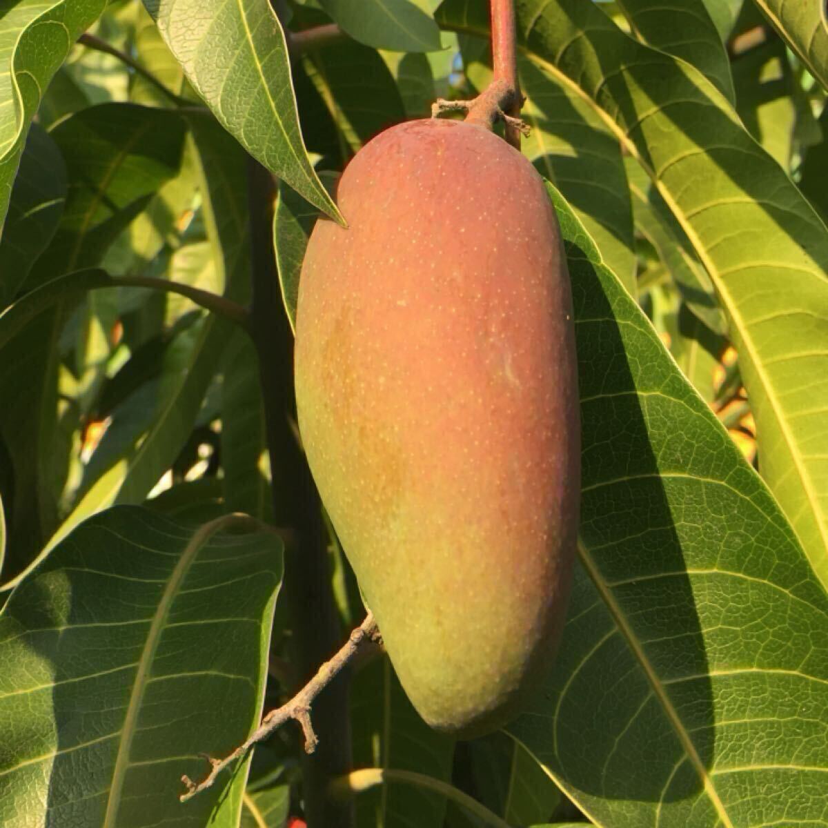 数量限定飛ぶように売れてます。‥超希少種 西施マンゴー(西施芒果)シースー 1本 20センチ前後 台湾マンゴー 完熟糖度最大20度拍卖