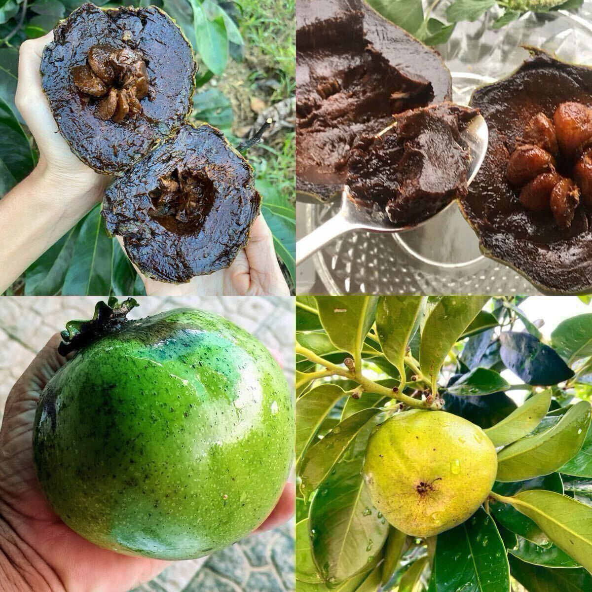 ブラックサポテ 実生苗1本 Black Sapote チョコレートプリンフルーツ(Chocolate Pudding Fruit)拍卖