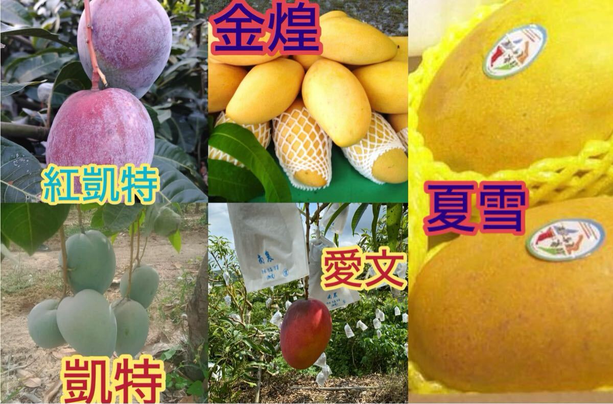 マンゴー5種 夏雪 愛文 キーツ 金煌 レッドキーツ ランダムの苗 4号から10号のサイズ 大型配送 全国一律送料無料 期間限定拍卖