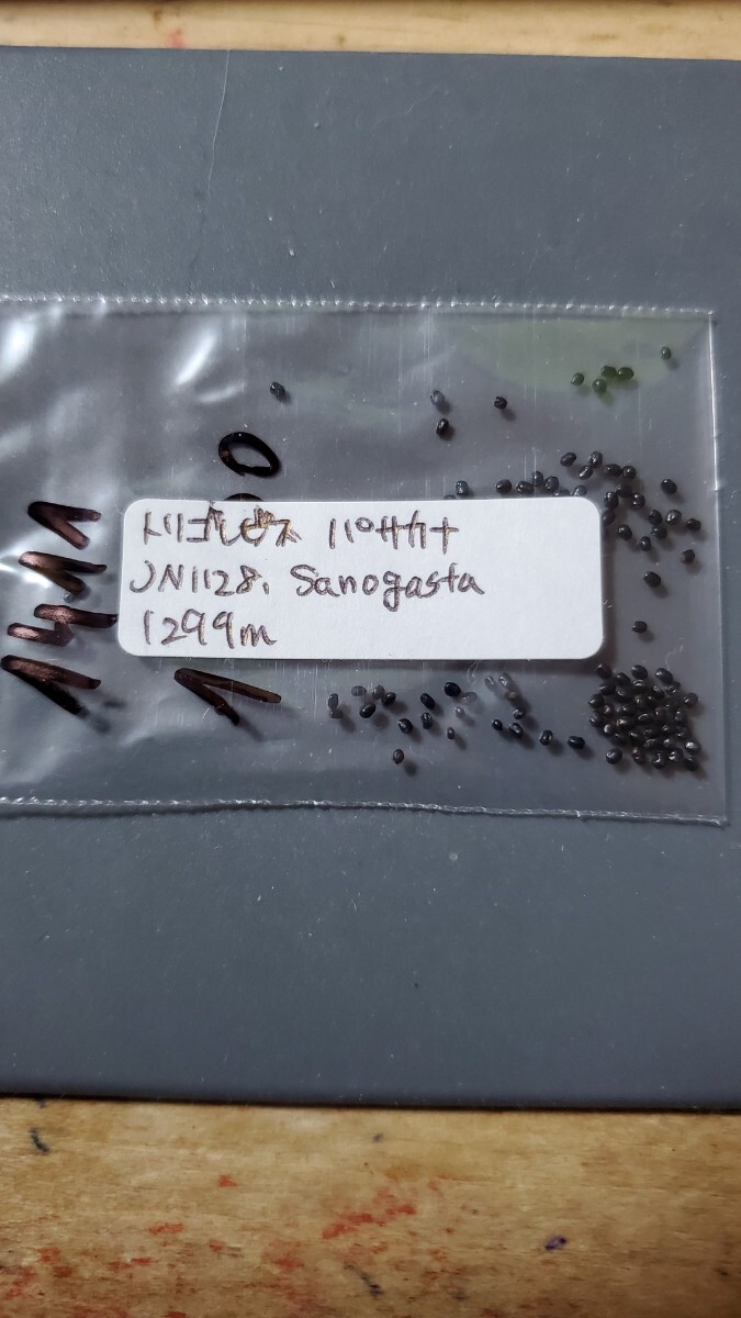 トリコケレウス パサカナ JN1128 種子10粒拍卖