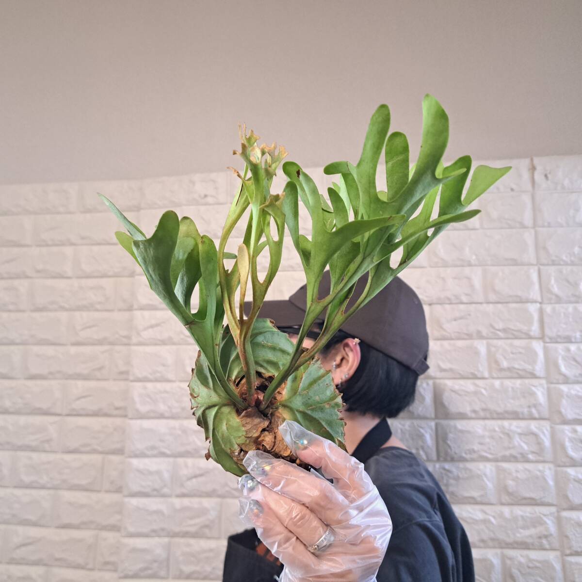 ☆7/10輸入☆105 ビカクシダ 植物☆Platycerium ridleyi (プラティケリウム リドレイ)Center Borneo Wild/麋角羊歯拍卖