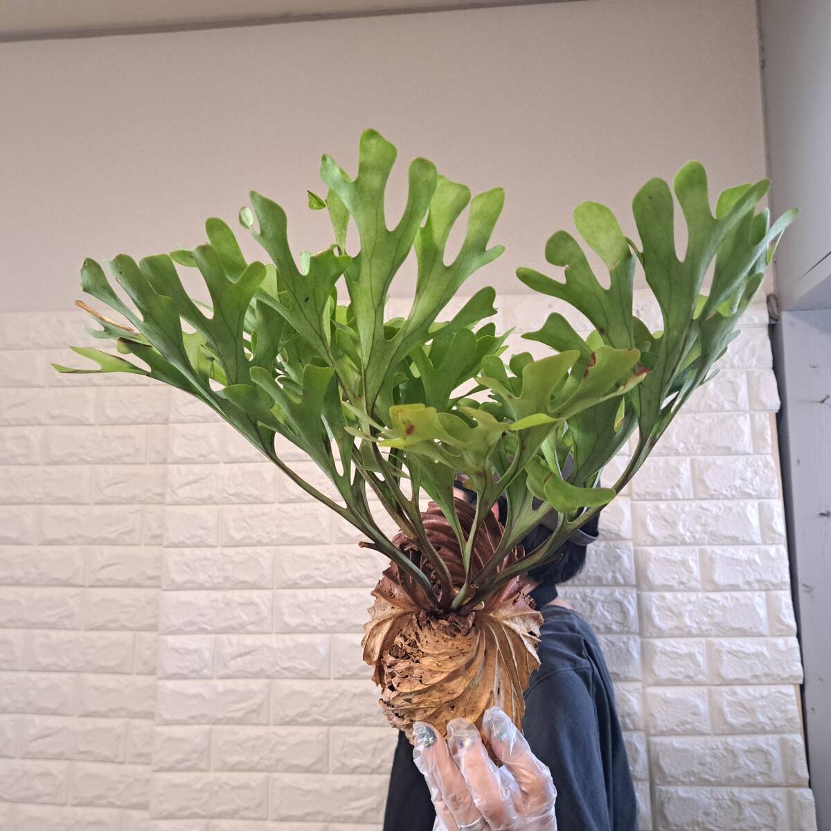 ☆7/10輸入☆078L ビカクシダ 植物☆Platycerium ridleyi (プラティケリウム リドレイ)Center Borneo Wild/麋角羊歯拍卖