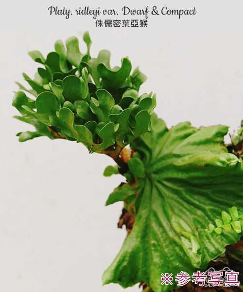 ☆台湾輸入株☆028 ビカクシダ 植物☆Platycerium ridleyi var. Dwarf & Compact(プラティケリウム)台湾/麋角羊歯拍卖