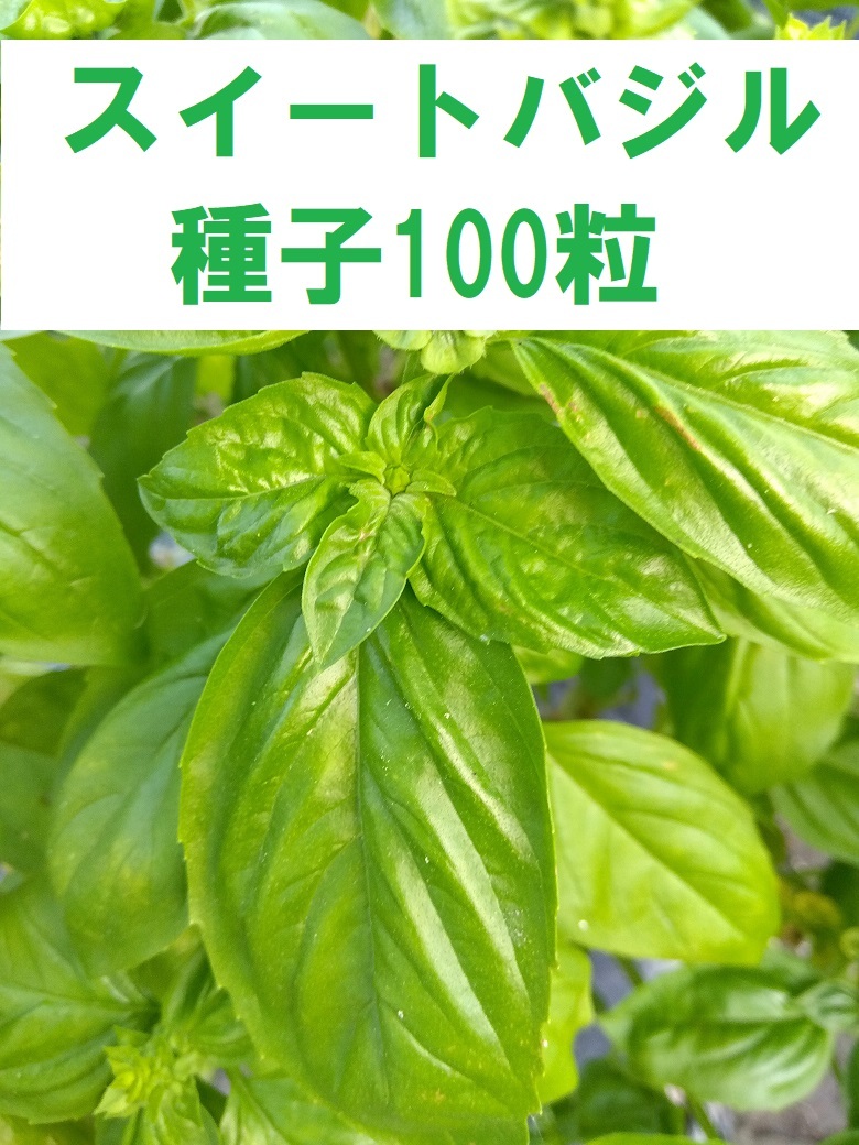 スイートバジルの種 100粒+ 2024年採種 無農薬 ハーブ拍卖