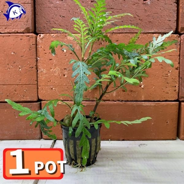 水草 ハイグロフィラ・ピンナティフィダ 水上葉 1ポット POT 活着 有茎拍卖