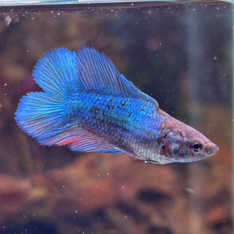 ベタ ダブルテール メス パステル 06F0408-031 熱帯魚 生体拍卖