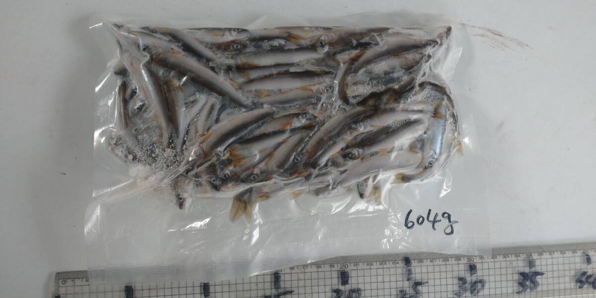 「p_mint」◇ 鮮度抜群!!2025年産・天然子鮎 604g 7/2(水)午後投網捕獲 岐阜県根尾川産 ヤマト冷凍便発送。◯即決!!◯拍卖