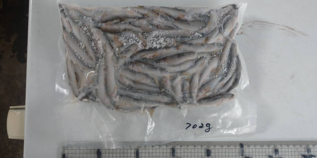 「p_mint」◇ 鮮度抜群!!2025年産・天然子鮎 702g 7/3(木)午後投網捕獲 岐阜県根尾川産 ヤマト冷凍便発送。◯即決!!拍卖