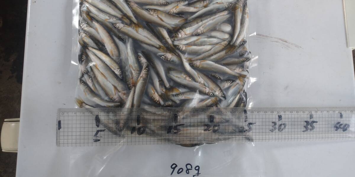 「p_mint」◇ 鮮度抜群!!2025年産・天然子鮎 908g 7/4(金)午後投網捕獲 岐阜県根尾川産 ヤマト冷凍便発送。◯即決!!拍卖